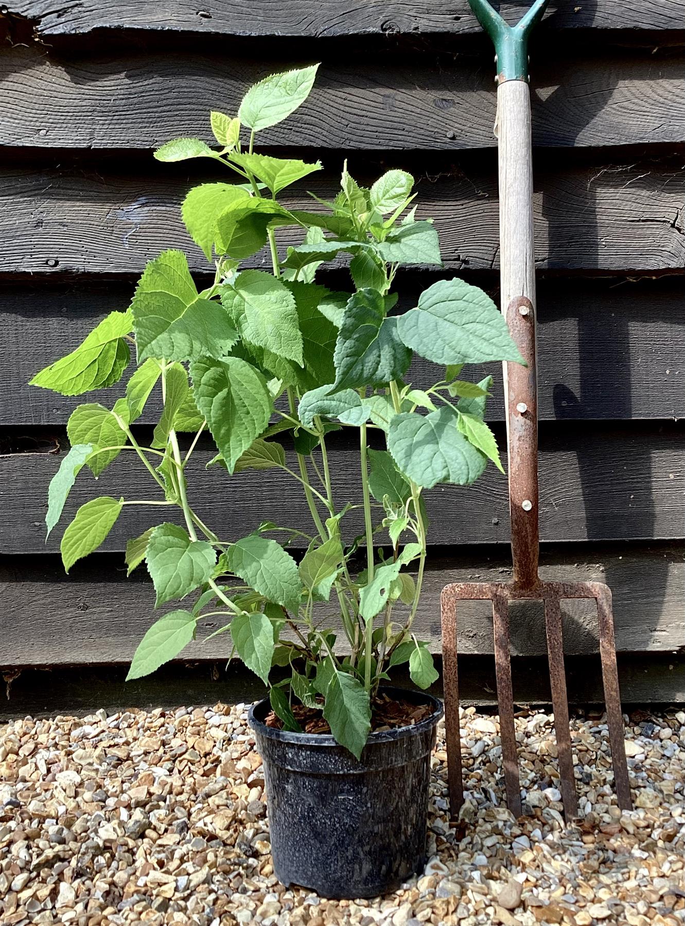 Hydrangea arborescens 'Annabelle' - 30/40cm, 3lt
