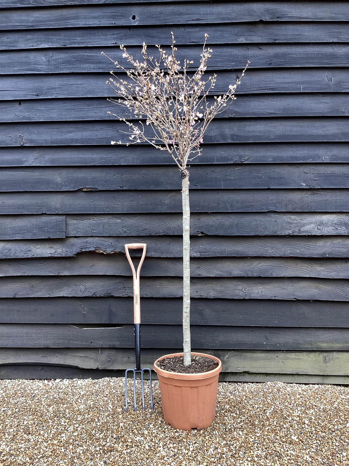 Prunus 'Okame' (cherry 'Okame') 1/2 Std Girth 10-12cm - 200-250cm, 25lt