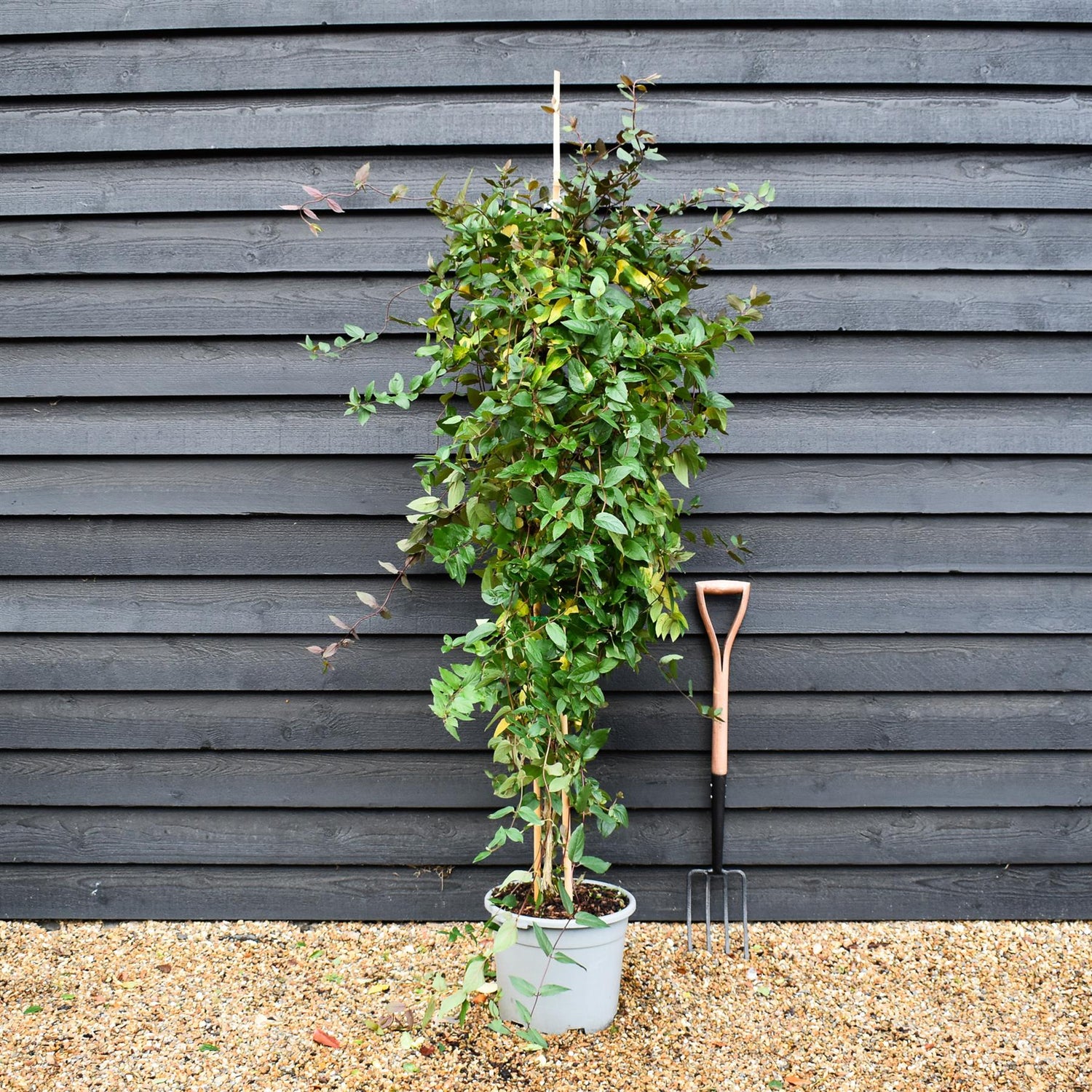 Lonicera periclymenum 'Belgica' | Dutch Honeysuckle - Height 170-190cm -20lt