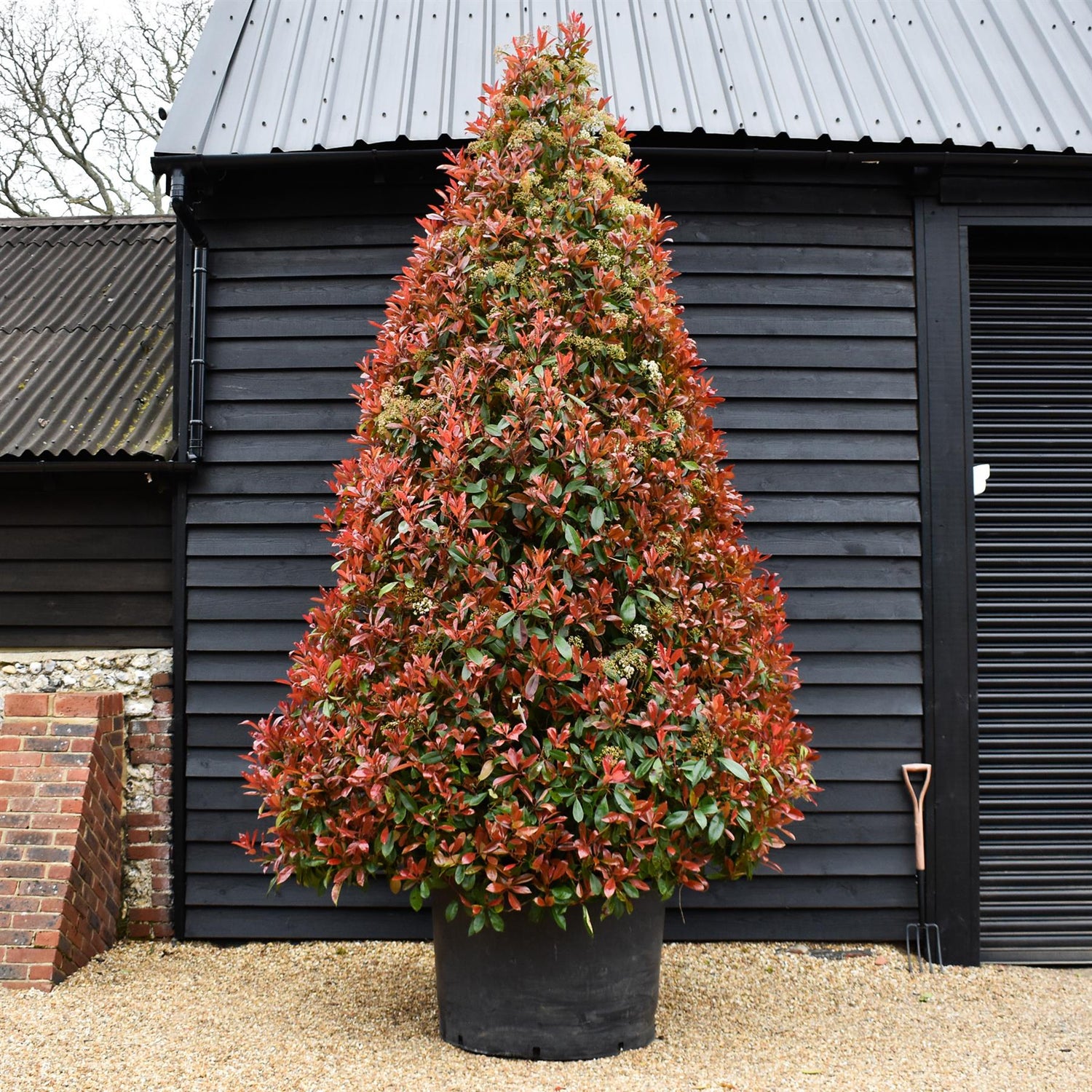 Photinia Red Robin | Christmas berry 'Little Red Robin' - Cone - Height 400-450cm - 375lt