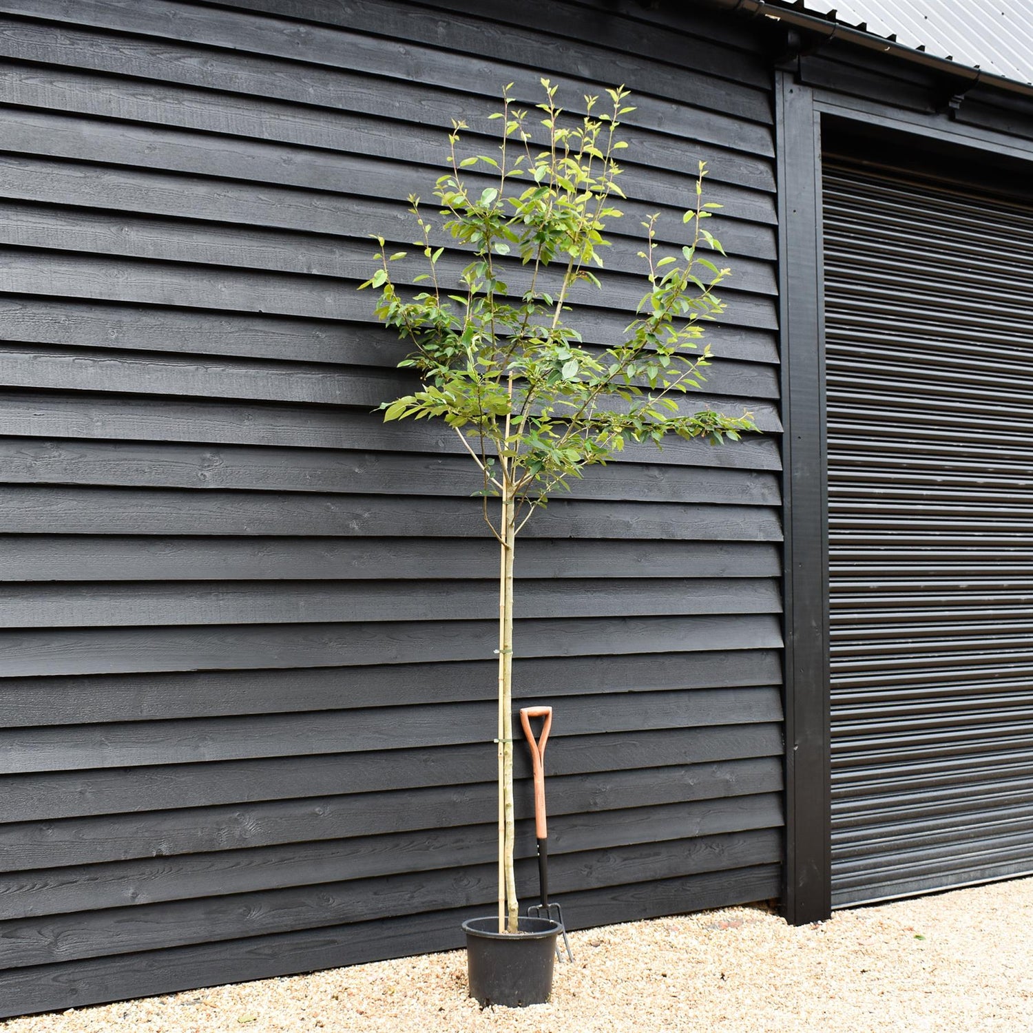 Amelanchier x grandiflora 'Robin Hill' | Serviceberry - Height 280-320cm - Girth 6-8cm - 20-35lt