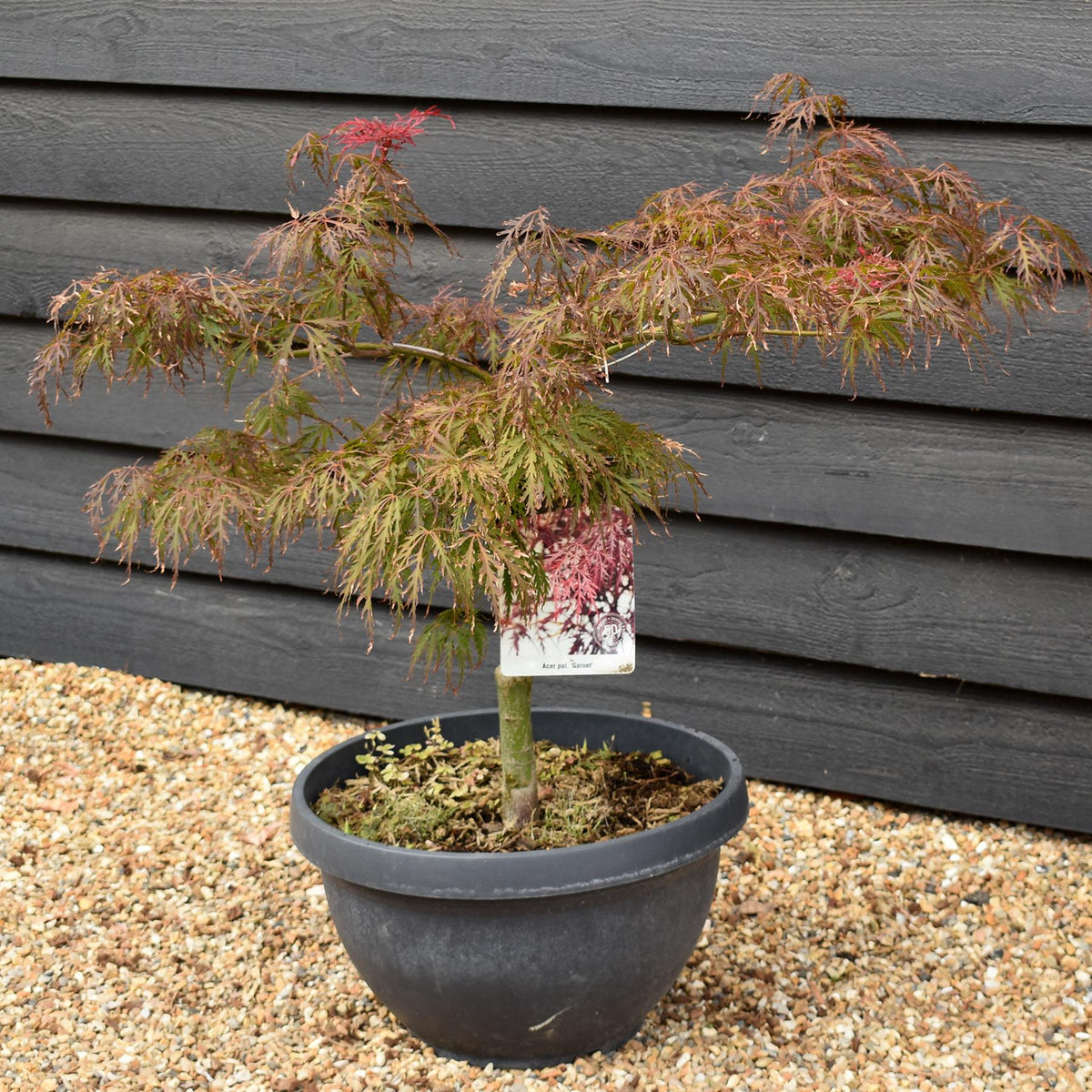 Garnet Japanese Maple | Acer palmatum 'Garnet'  Weeping -  Clear Stem 30-40cm - Height 80-90cm - 40lt
