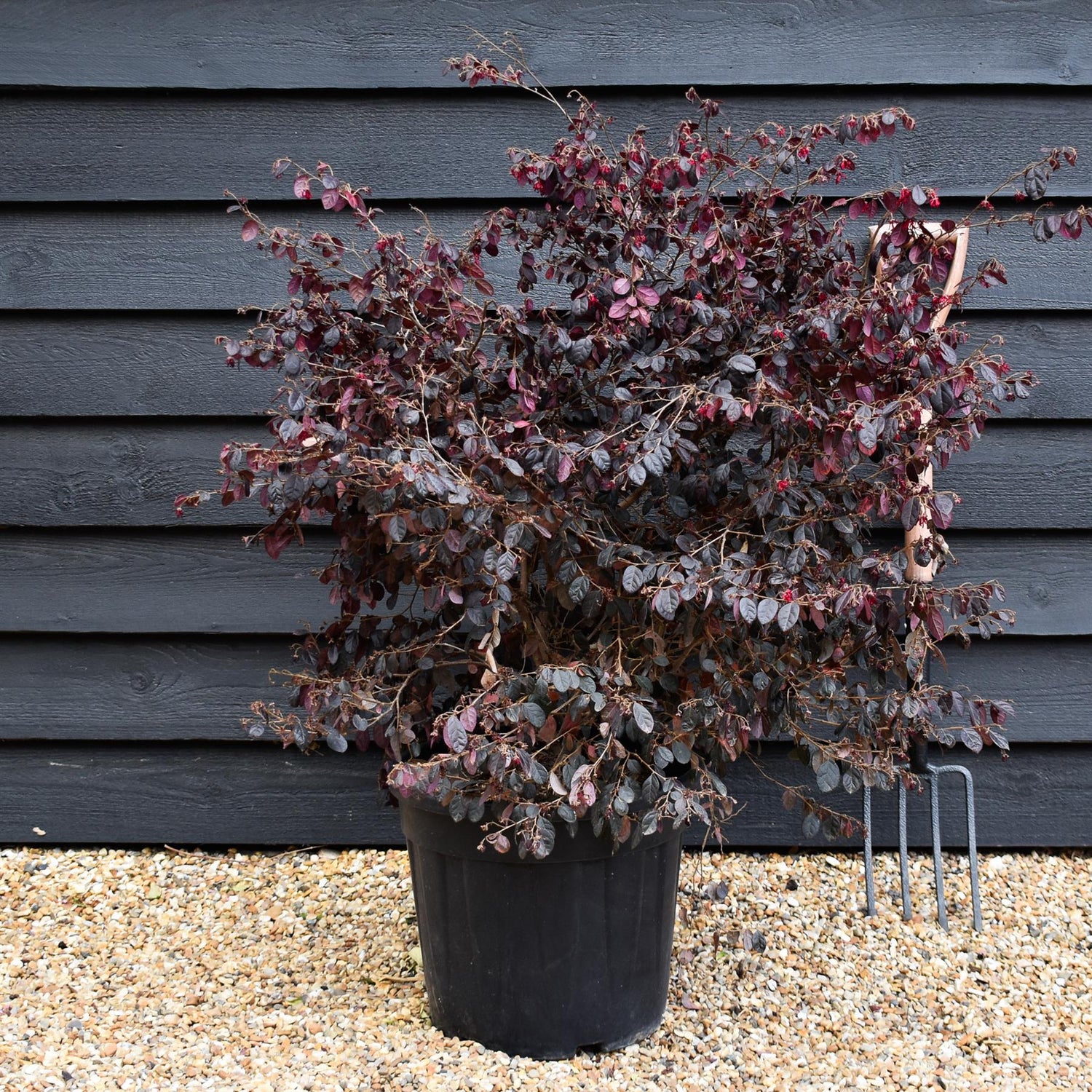 Loropetalum chinense Black Pearl | Chinese Fringe Flower -  Height 80-100cm - 25lt