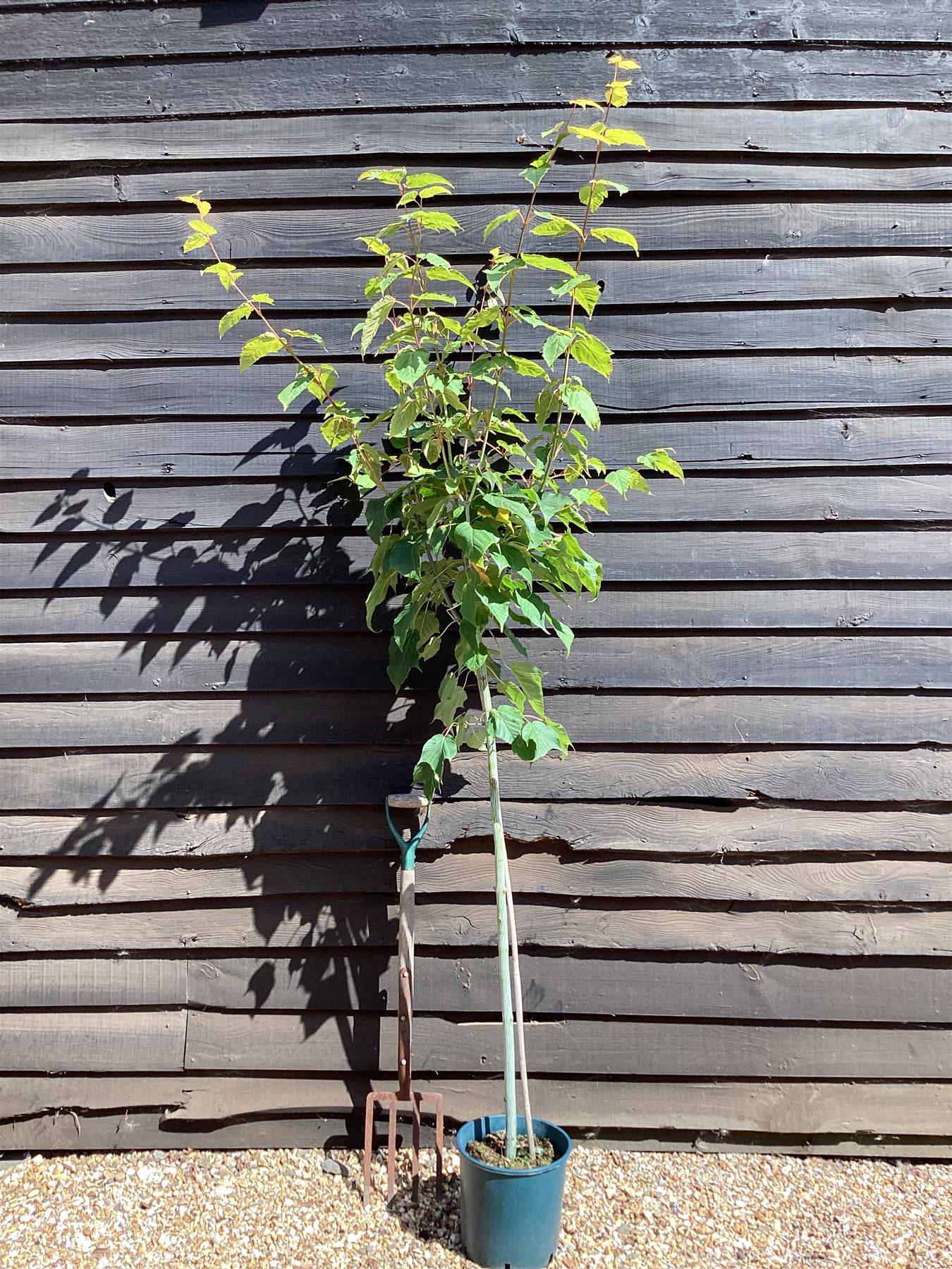 Acer davidii Viper | Snake Bark Maple - 170-190cm - 15lt