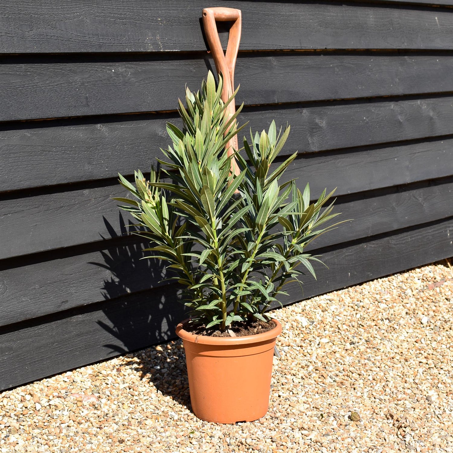 Nerium oleander - Pink - 80cm - 7lt