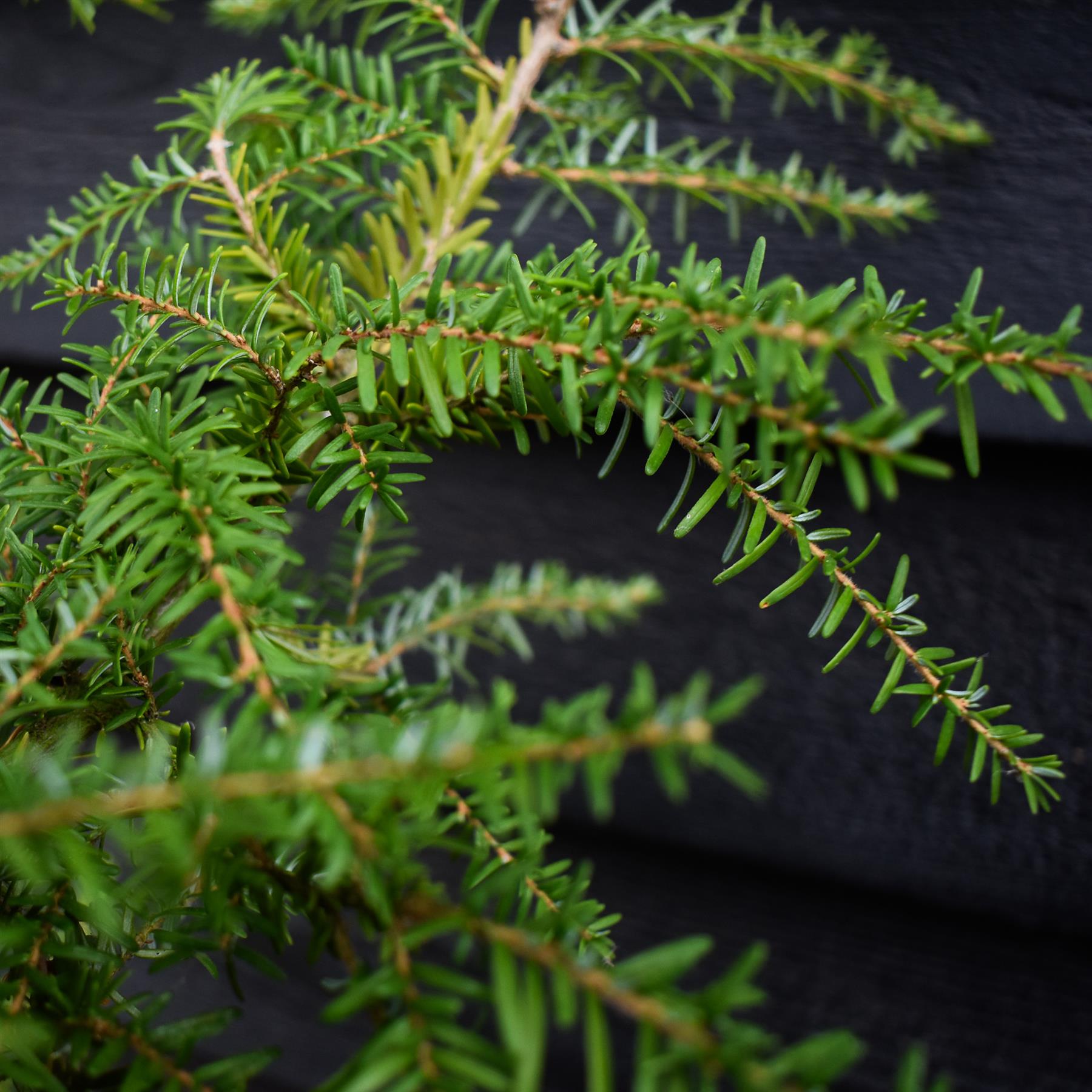 Tsuga heterophylla | Western Hemlock - Height 175-200cm - 10lt