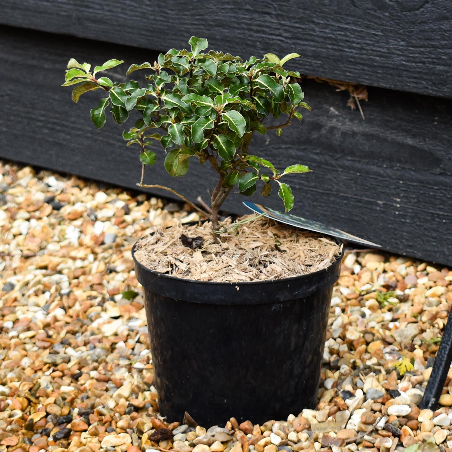 Pittosporum tenuifolium 'Gold Star' -  Height 18-25cm - 2lt