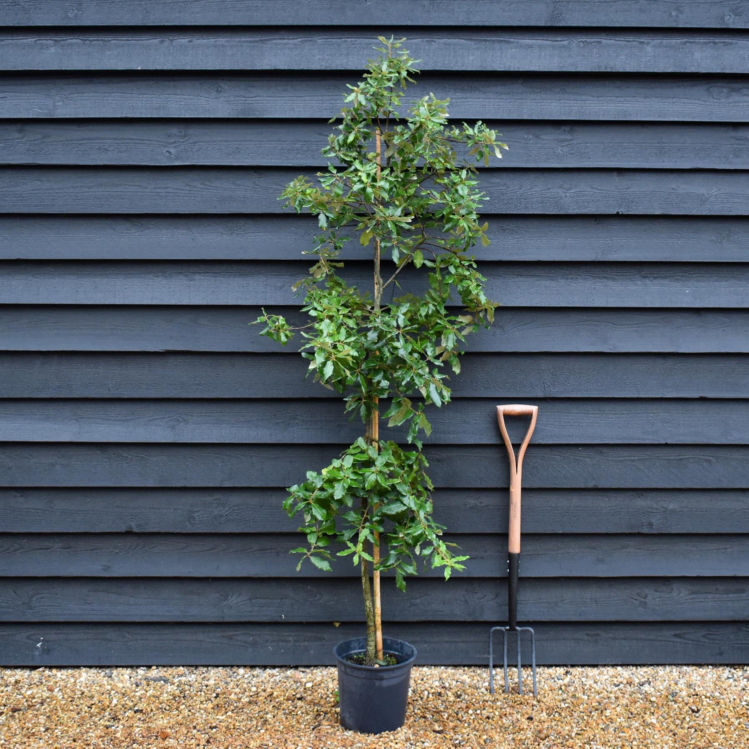 Holm Oak | Evergreen Oak | Quercus ilex |  - Height 120-140cm - 12lt