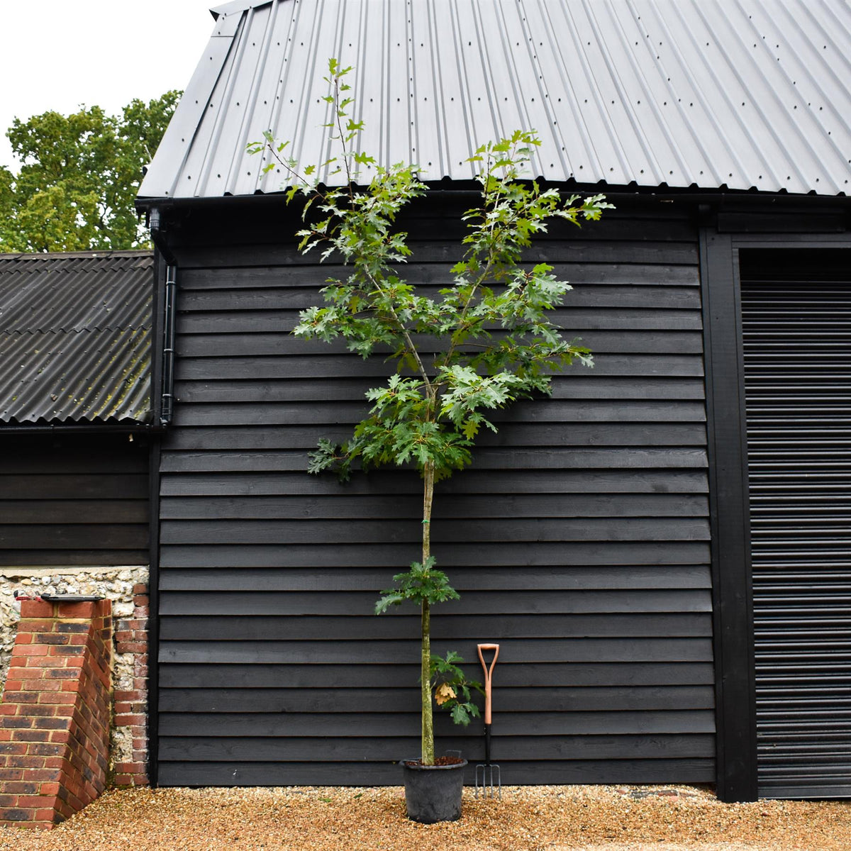 Red Oak | Quercus Rubra - Established - Girth 6-8cm - Height 250-310cm - 20lt