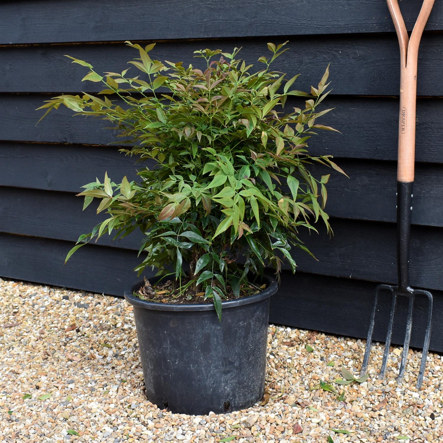 Nandina domestica Obsessed 'Heavenly Bamboo' - Height 50-70cm - 20lt