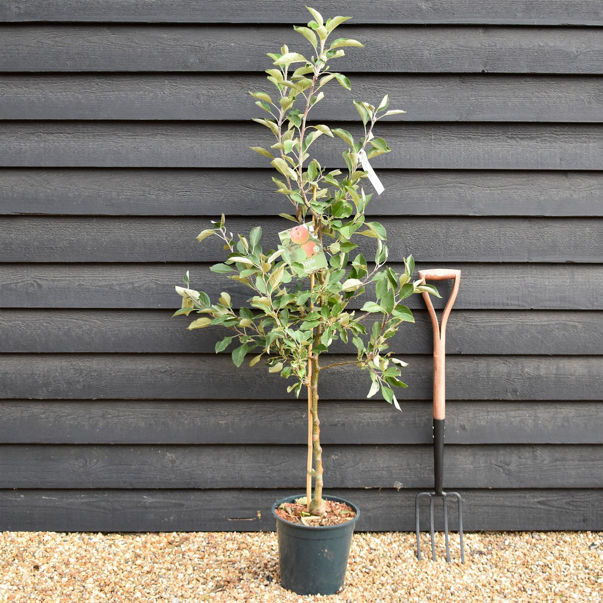 Apple tree 'James Grieve' | Malus domestica - M26 - Semi-Dwarfing - Height 150-160cm - 12lt
