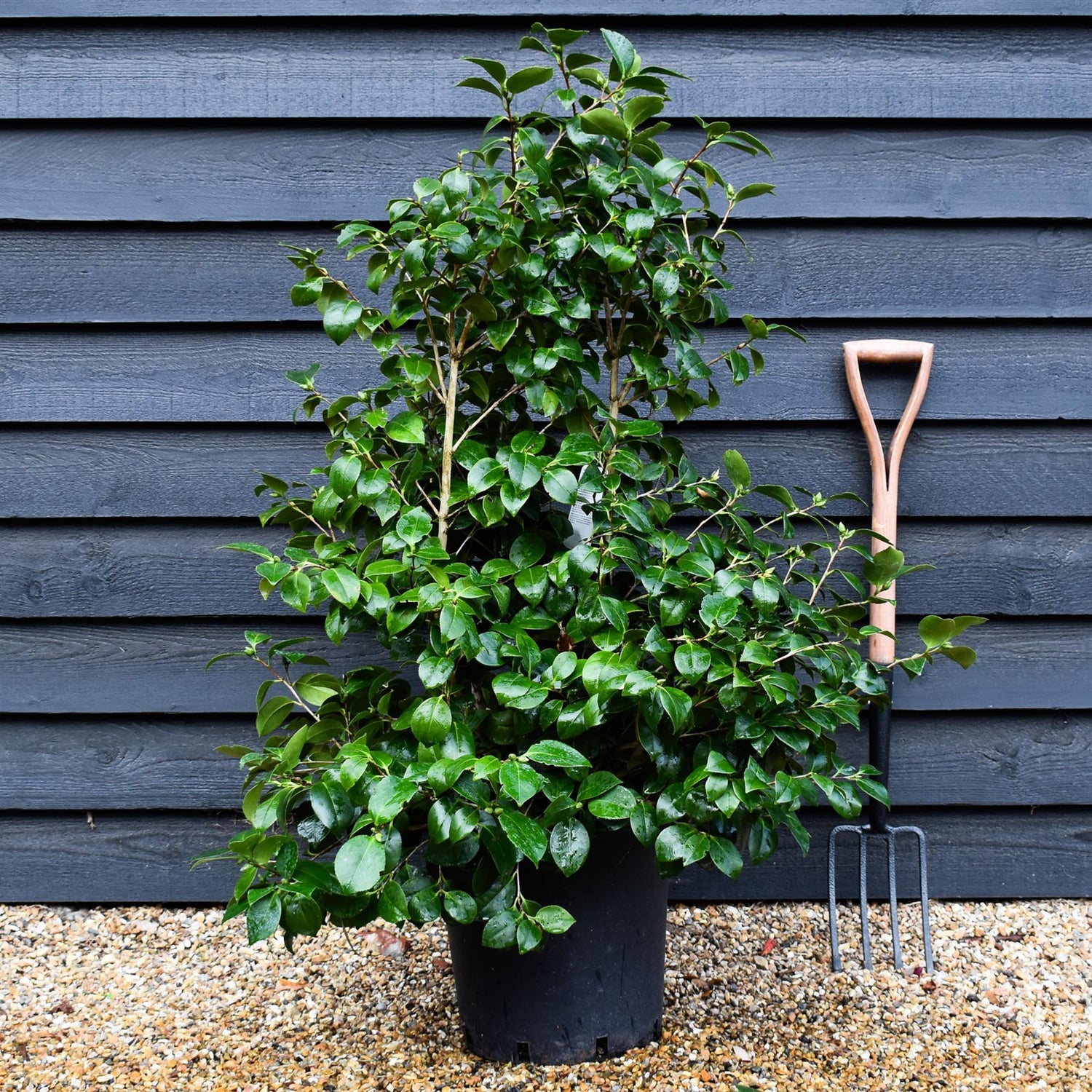 Camellia Lady Campbell - 80-100cm - 25lt