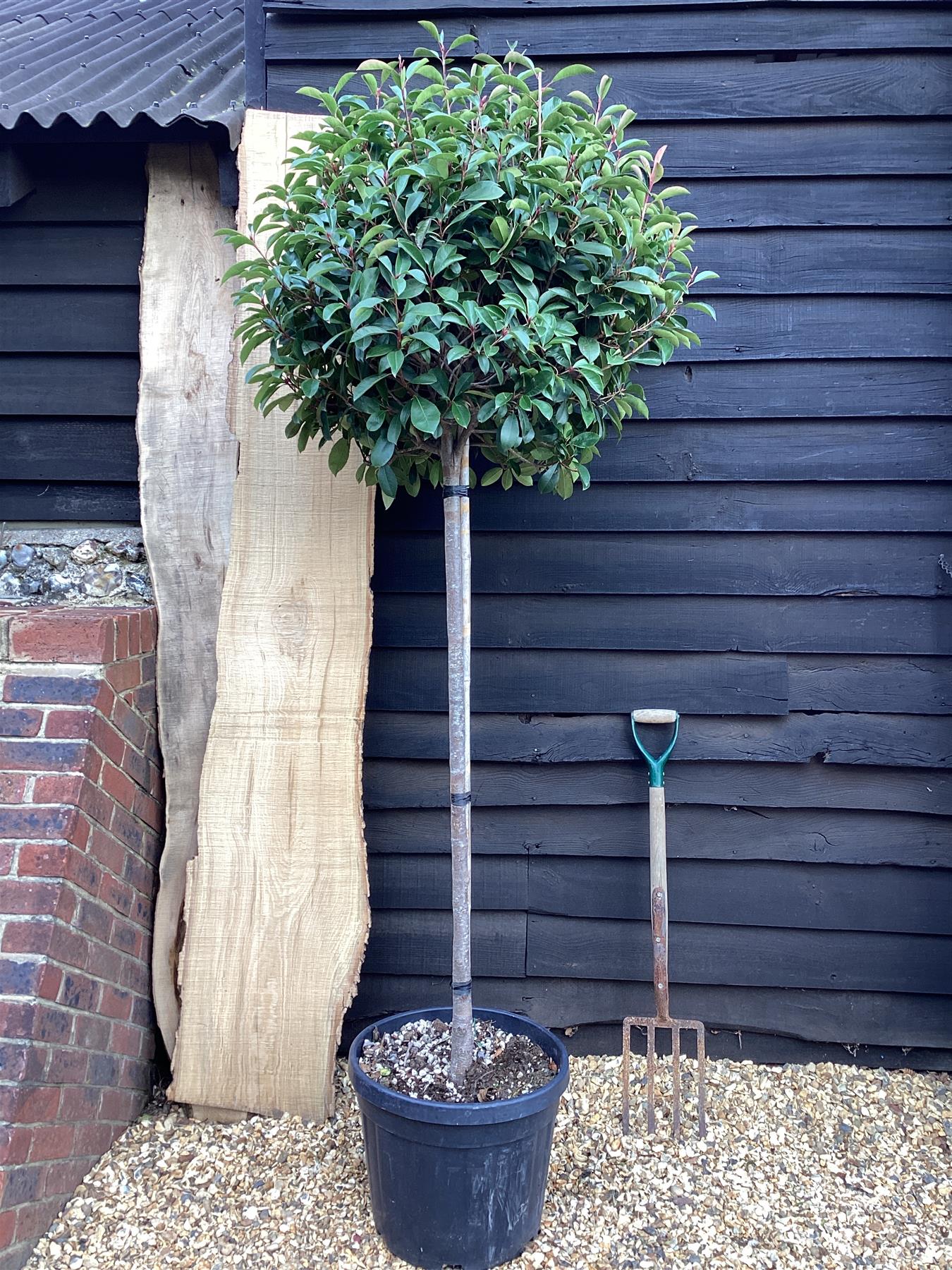 Photinia Red Robin | Christmas berry 'Red Robin' 1/2 std Clear Stem - 240-260cm, 45lt