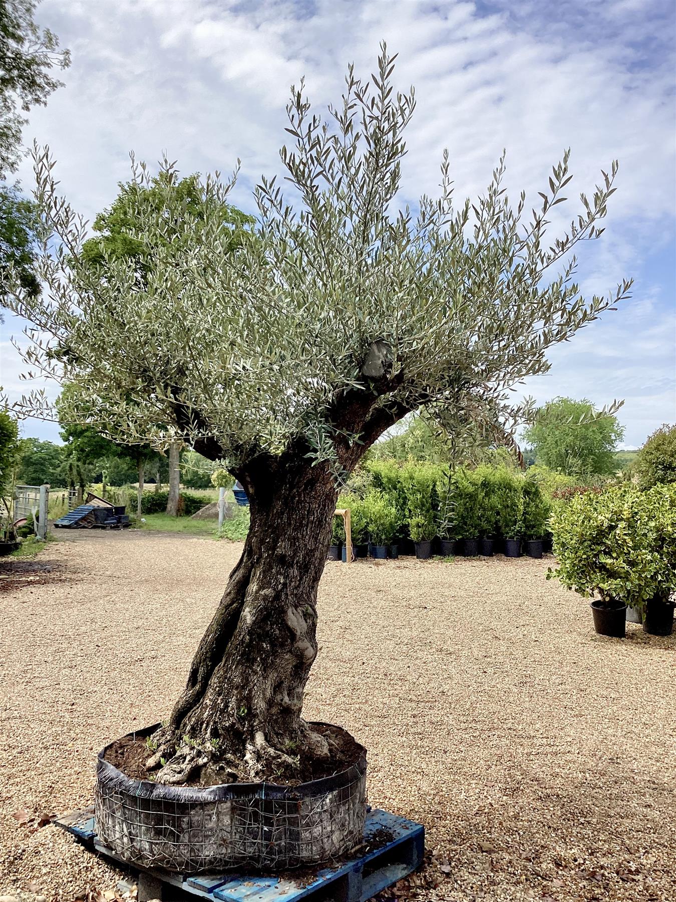 Olive Tree  Olea Europea - Mature - Unique - Cloud - 230cm - 500lt –  Arundel Arboretum
