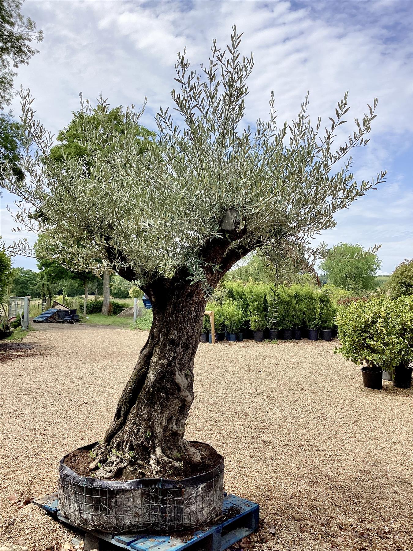 Olive Tree | Olea Europea - Mature - Unique - Cloud - 230cm - 500lt
