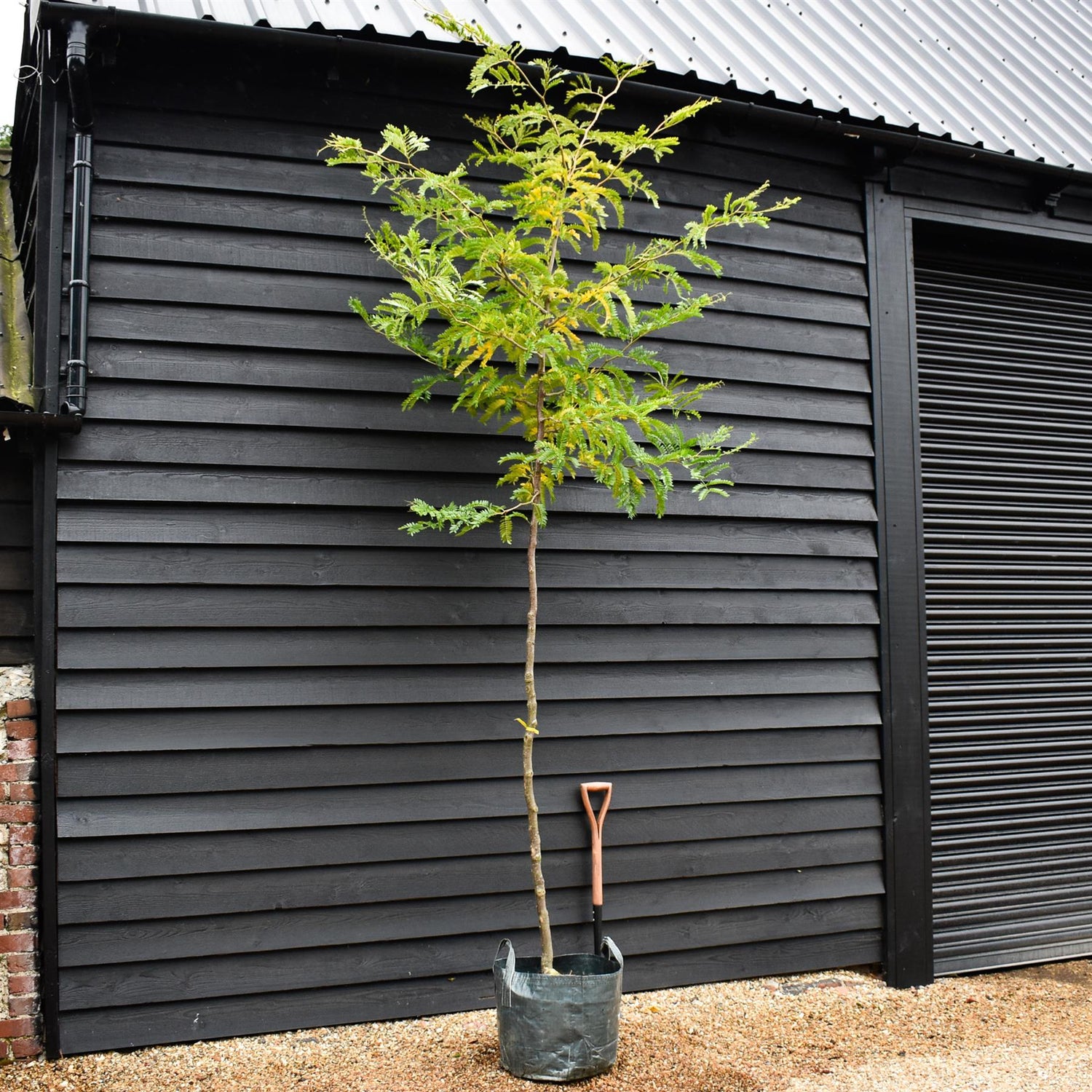 Gleditsia triacanthos Sunburst | Honey Locust 'Sunburst' - Clear Stem - Girth 8-10cm - Height 330-350cm - 45lt