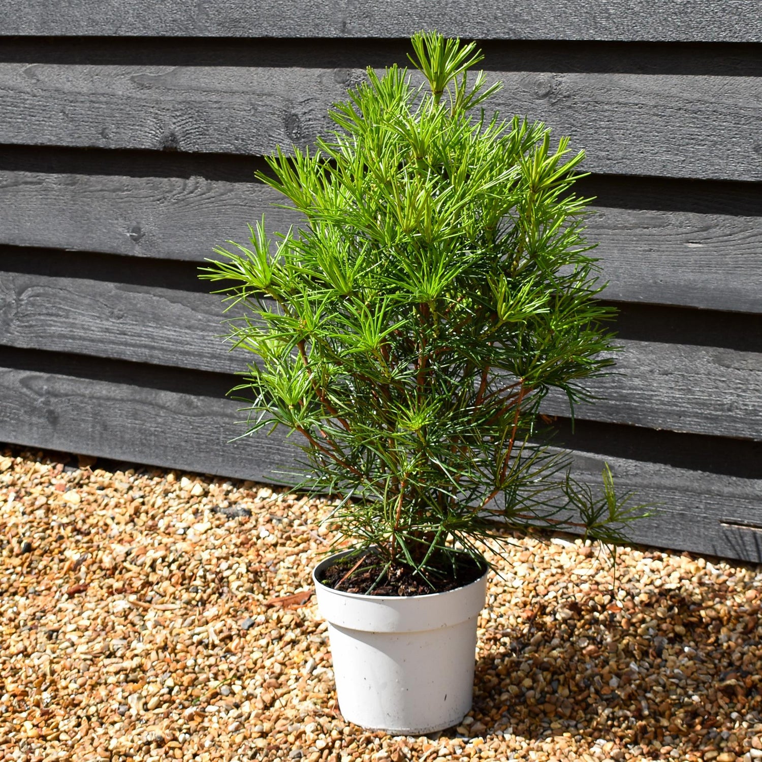 Sciadopitys Verticillata | Japanese umbrella tree - Height 50-60cm - 3lt