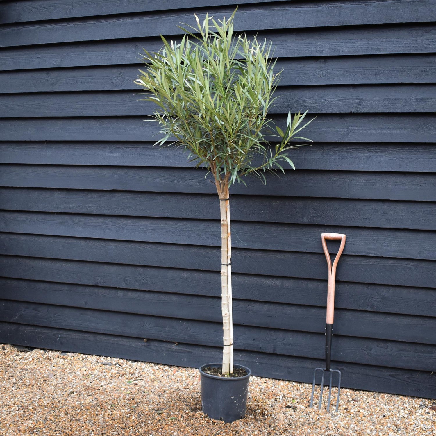 Nerium oleander - Albicocca Semplice - Clear Stem 90-100cm - Height 150-170cm - 15lt