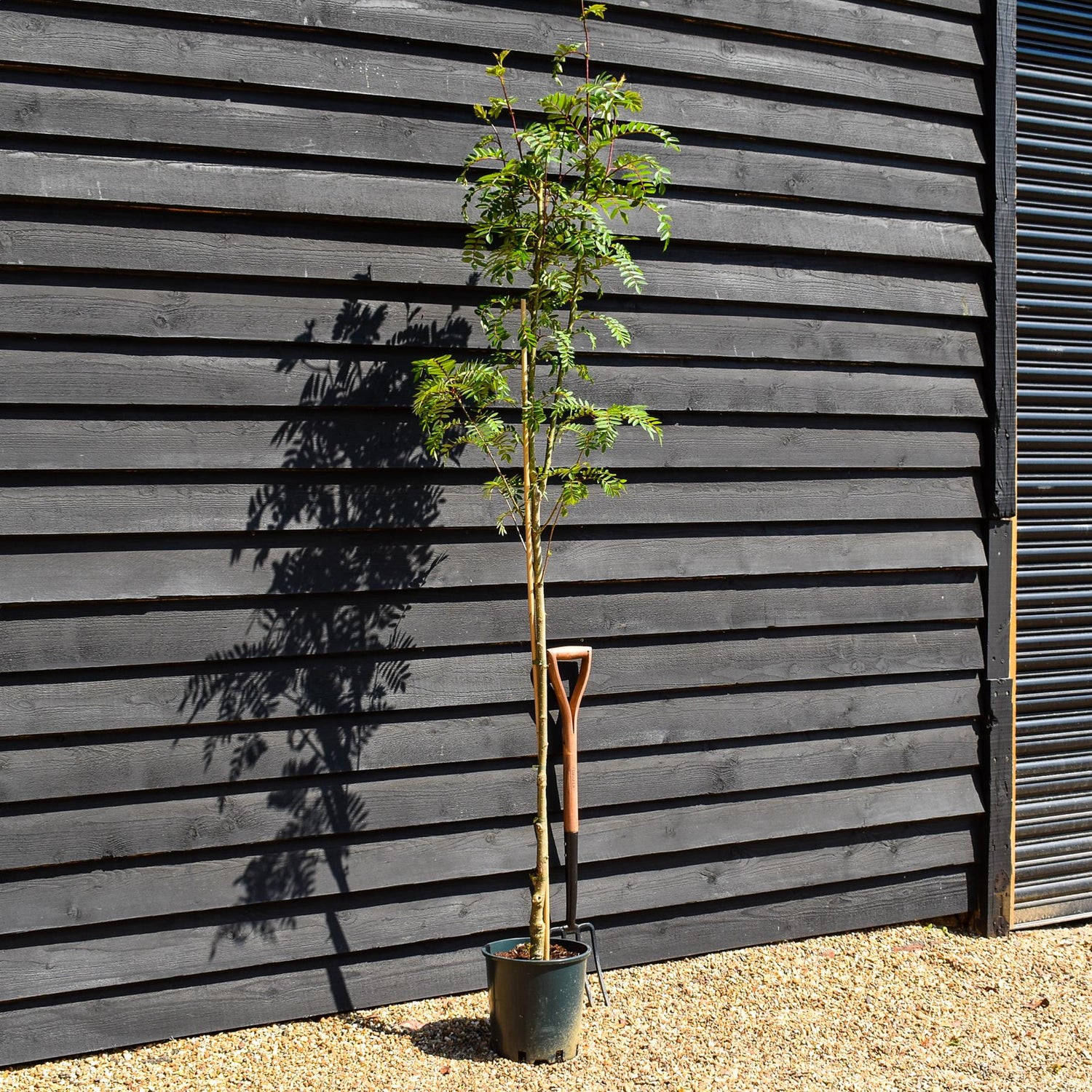 Sorbus 'Joseph Rock' | Mountain Ash 'Joseph Rock' - Height 180-220cm, 10lt