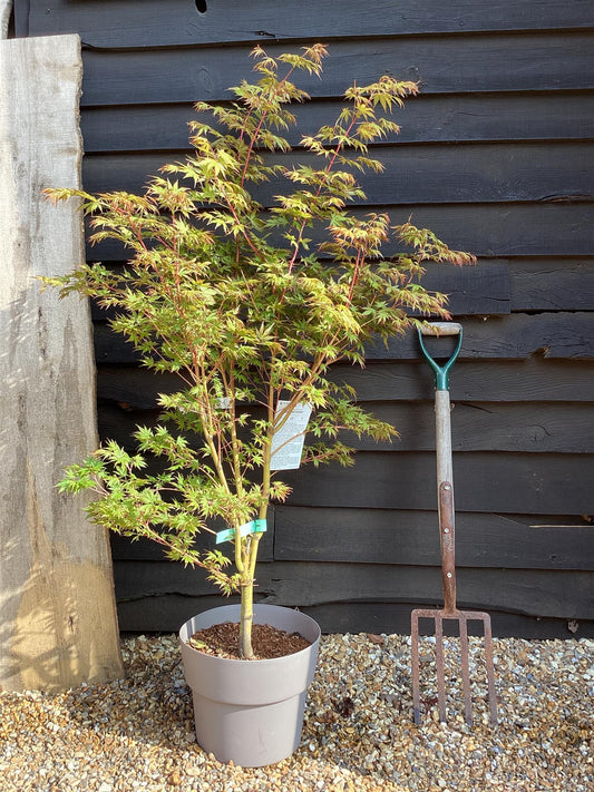 Acer palmatum 'Sango-kaku' | Red Bark Maple - 150-170cm - 15lt