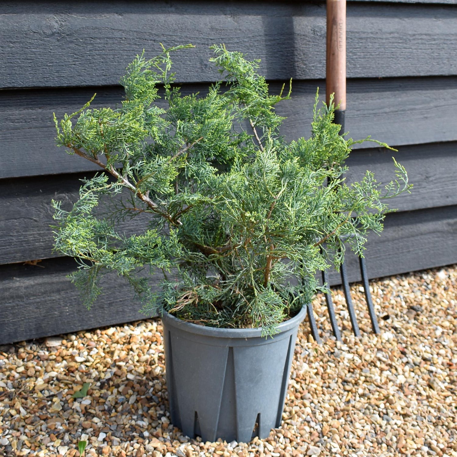 Juniperus 'Grey Owl' -Height 30-40cm - 10lt