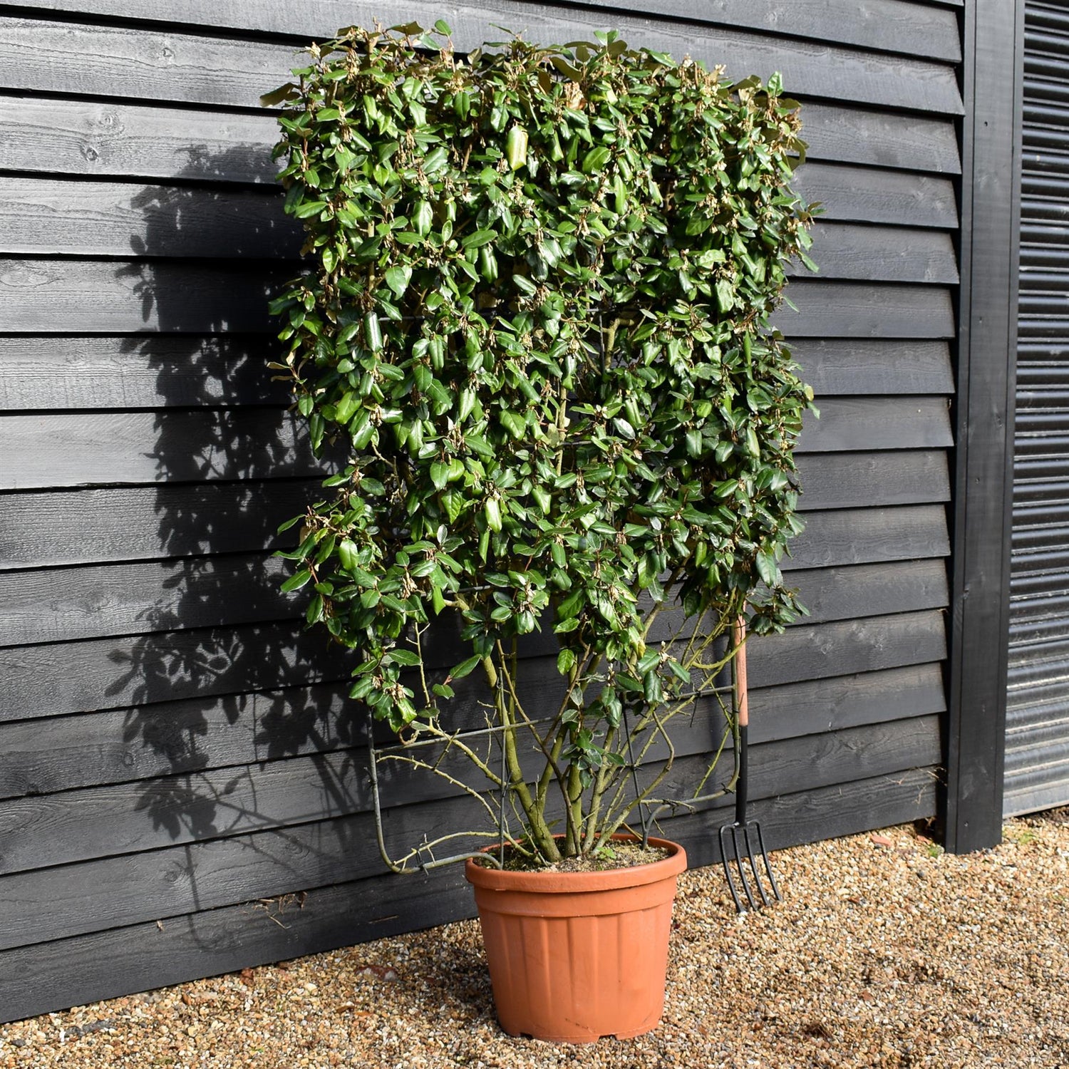 Elaeagnus ebbingei - Espalier/Pleached Metal Frame 140x100cm - 45lt