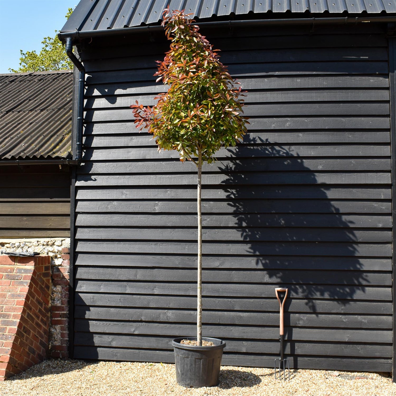 Photinia Red Robin -  Standard screening tree -Clear Stem 180-190cm - Height 300-320cm - Girth 10-12cm - 90lt