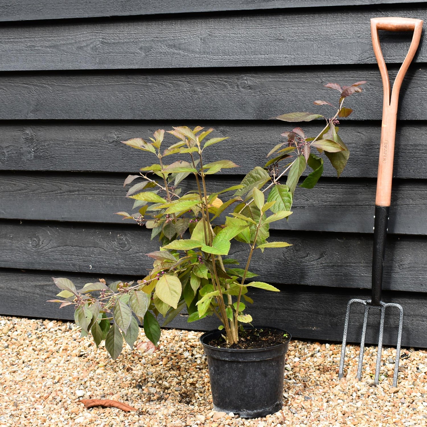 Callicarpa bodinieri var. giraldii 'Profusion' - 60-70cm, 3lt