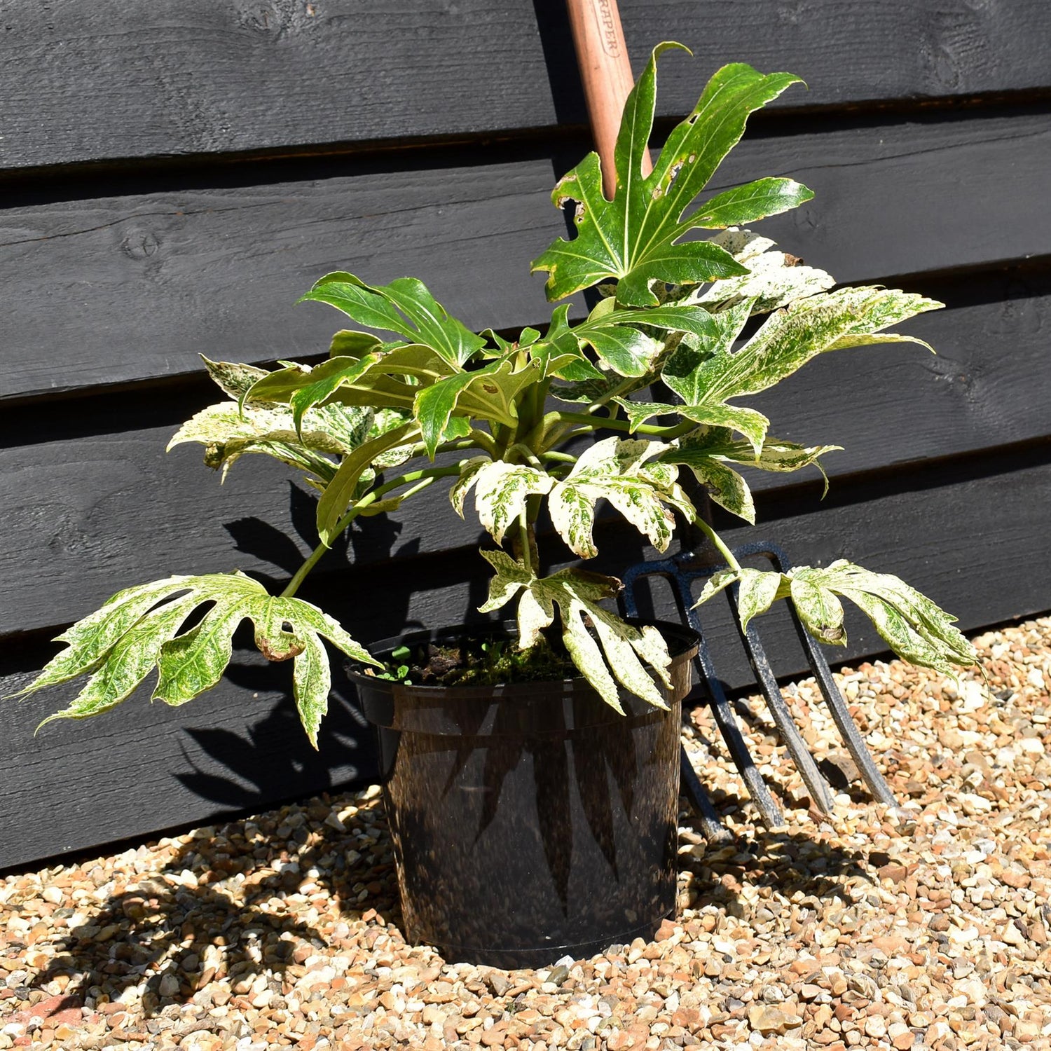 Fatsia japonica 'Spider's Web' - 20-40cm, 5lt
