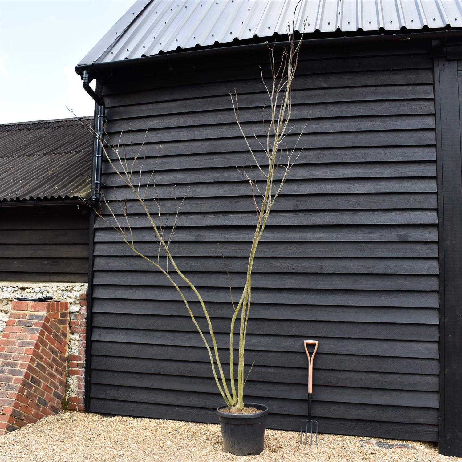 Silk Tree | Albizia julibrissin 'Ombrella' - Height 280-310cm - Multistem - 45lt