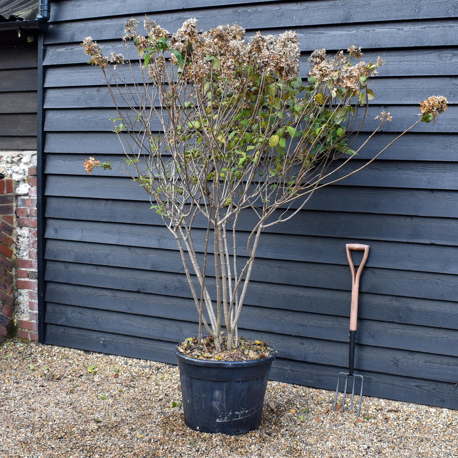 Hydrangea paniculata 'Limelight' - Large Shrub - Height 180-170cm - 70lt
