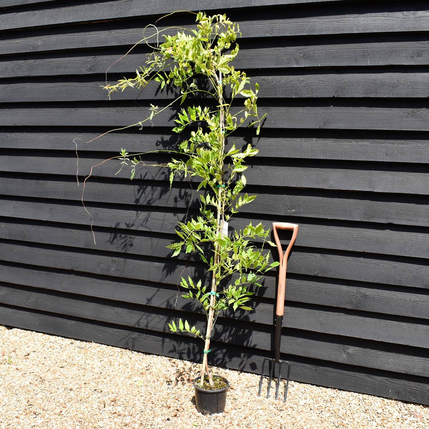 Wisteria brachybotrys 'Golden King'  | Chinese Wisteria Lilca - Blue- Cane - Height 150-170cm - 3lt