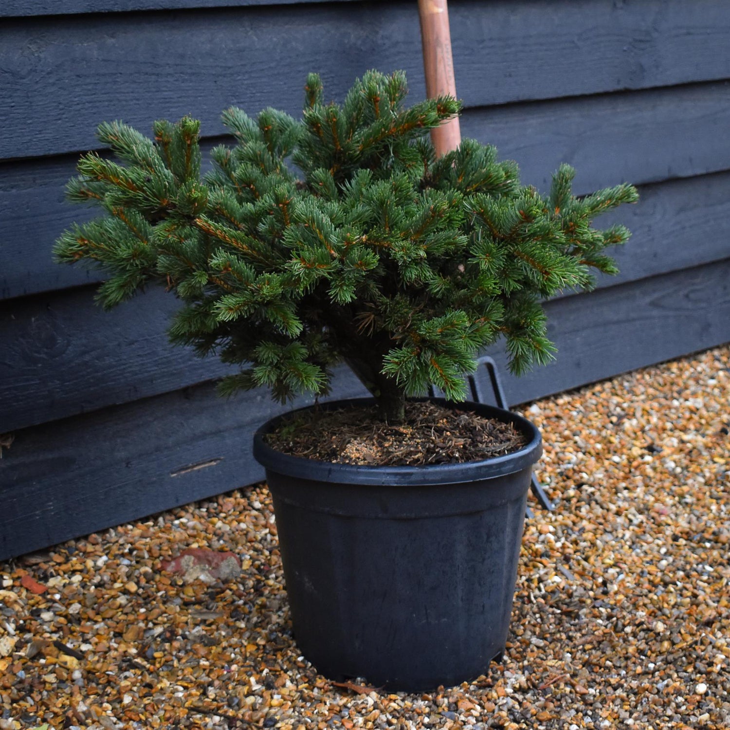 Picea abies Lucky Strike - Height 40cm - 11lt