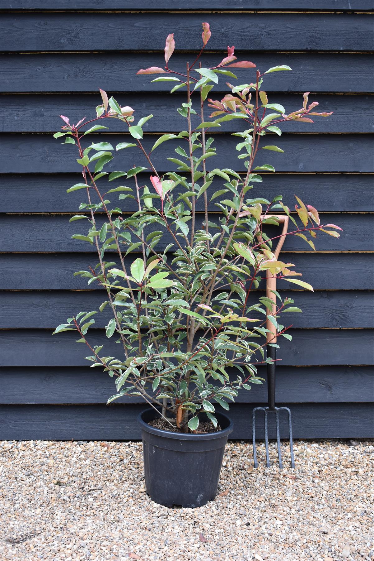 Photinia fraseri Pink Marble 'Cassini' - Bush - Shrub - Hedging - Height 120-150cm - 18lt