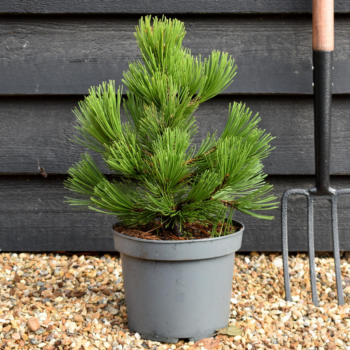 Pinus heldreichii 'Compact Gem' | Bosnian pine - Height 40-45cm - 5lt