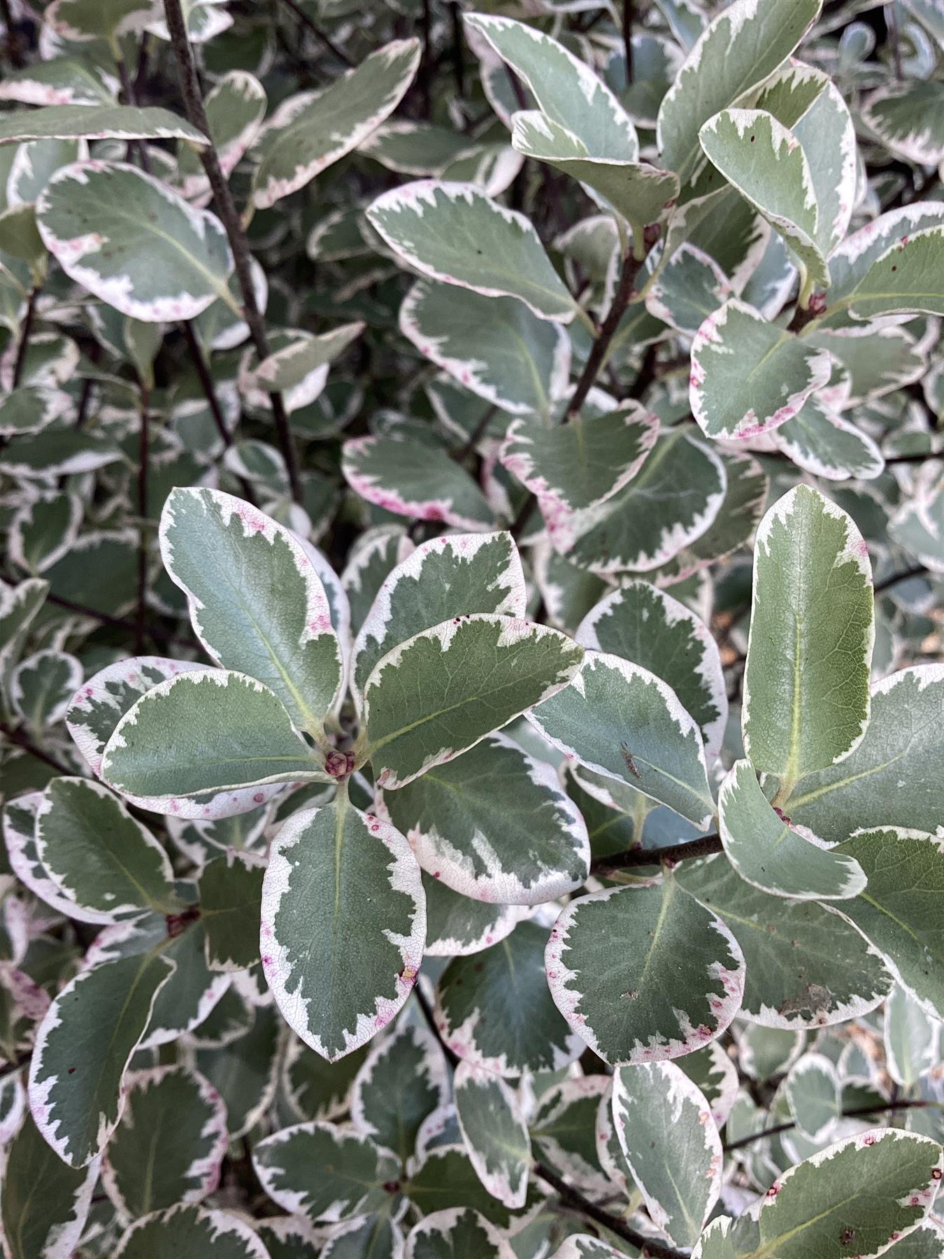 Pittosporum 'Garnettii' - 25lt
