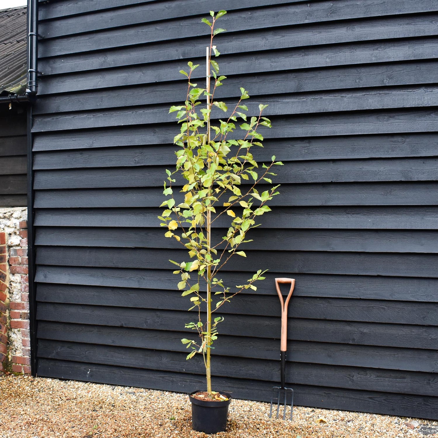 Alnus Incana Aurea - Grey Alder - Feathered - Height 240-250cm - 10lt