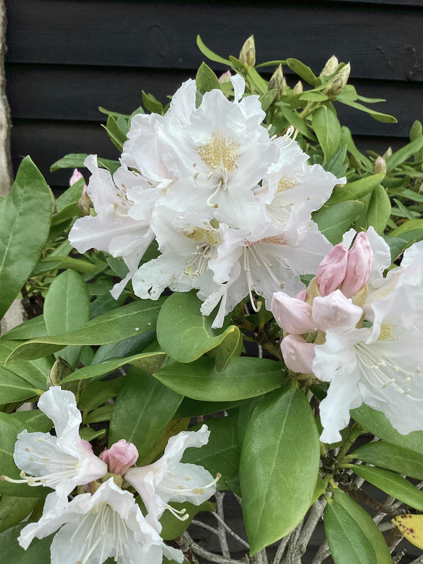 Rhododendron 'Cunningham's White' - 90-110cm, 50lt