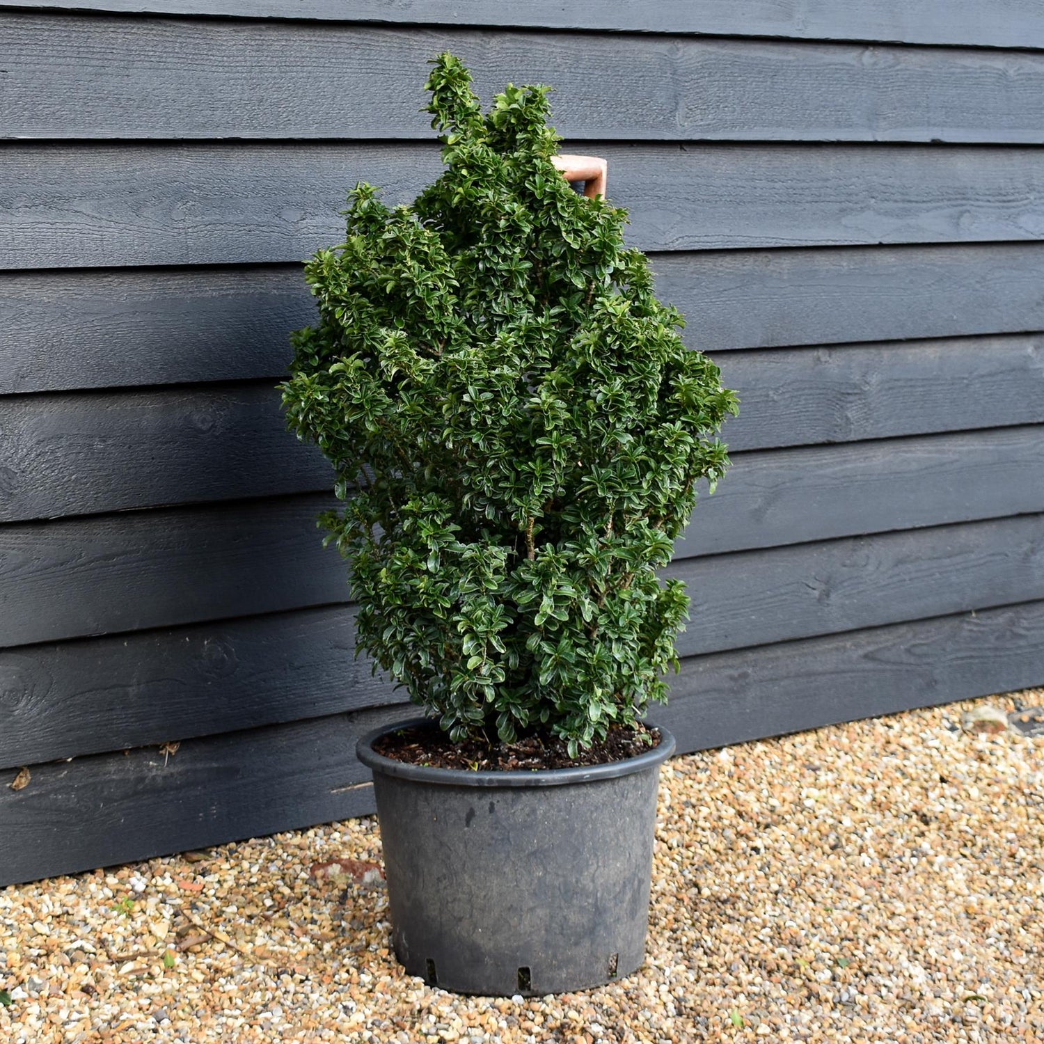 Euonymus japonicus 'Green Spire' - Height 80-90cm - 30lt