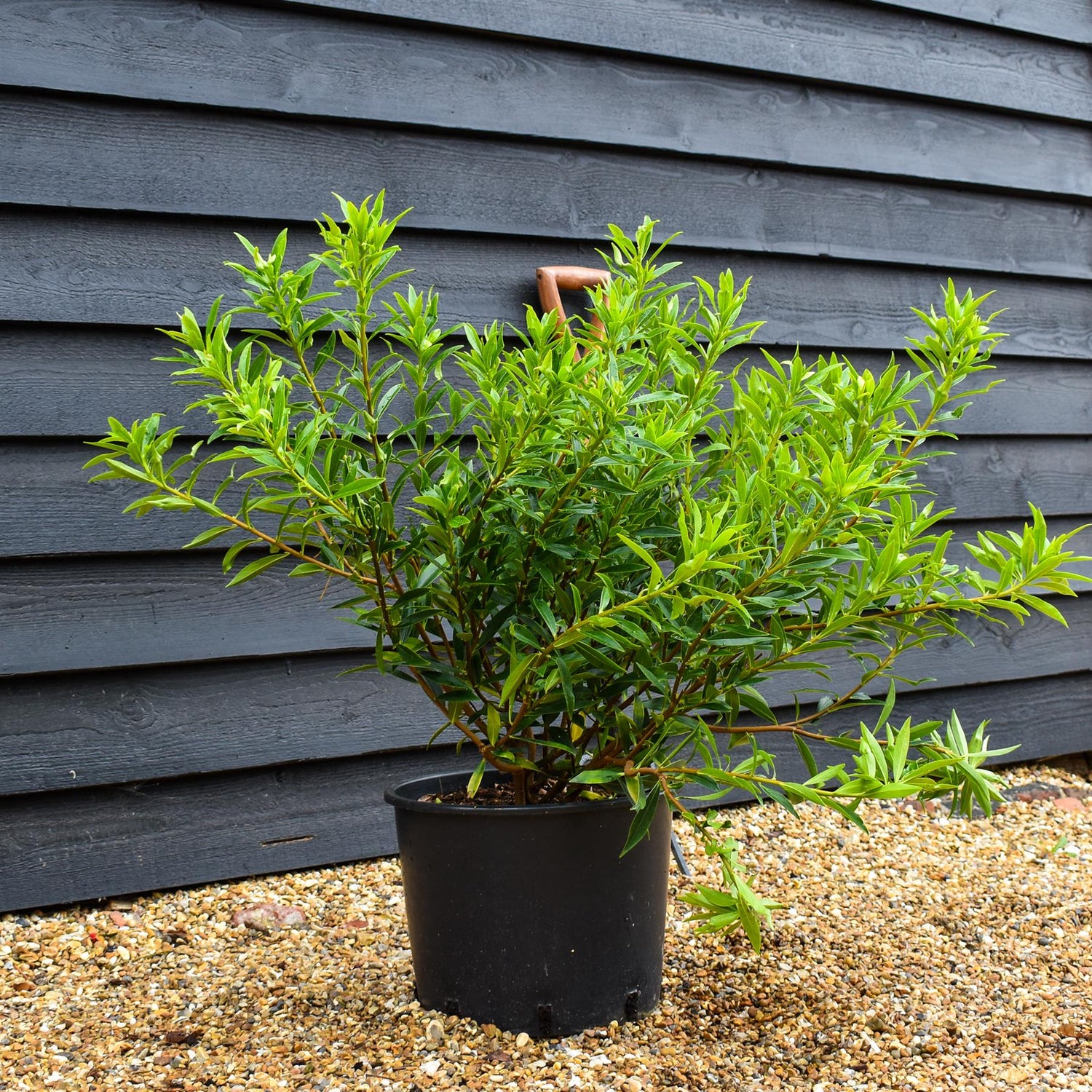 Daphne odora 'Perfume Princess' - Established - Height 60cm - Width 60cm - 20lt