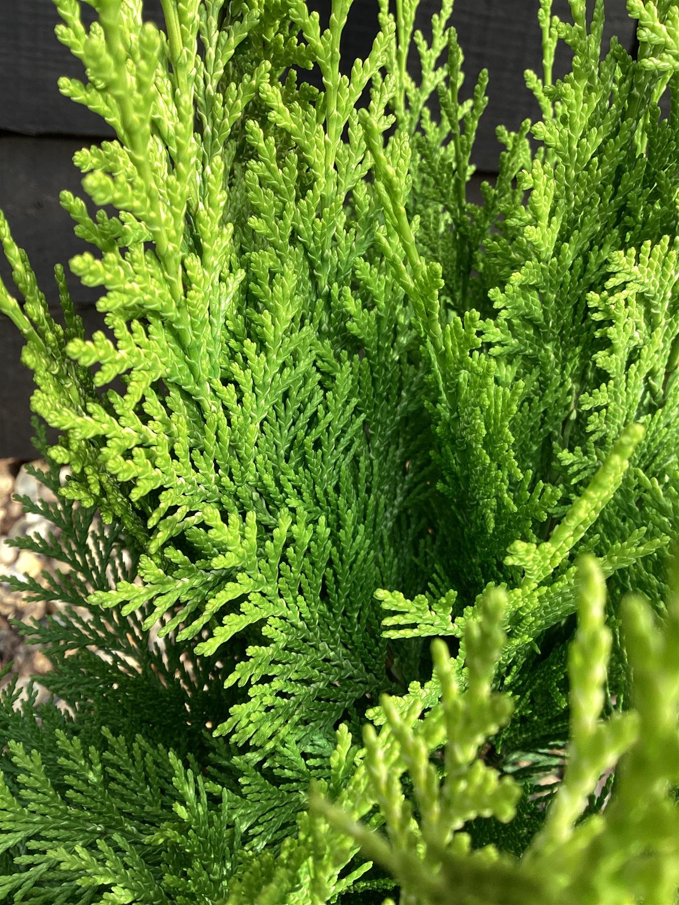 Chamaecyparis lawsoniana 'Ivonne' | False cypress 'Ivonne' - 2lt