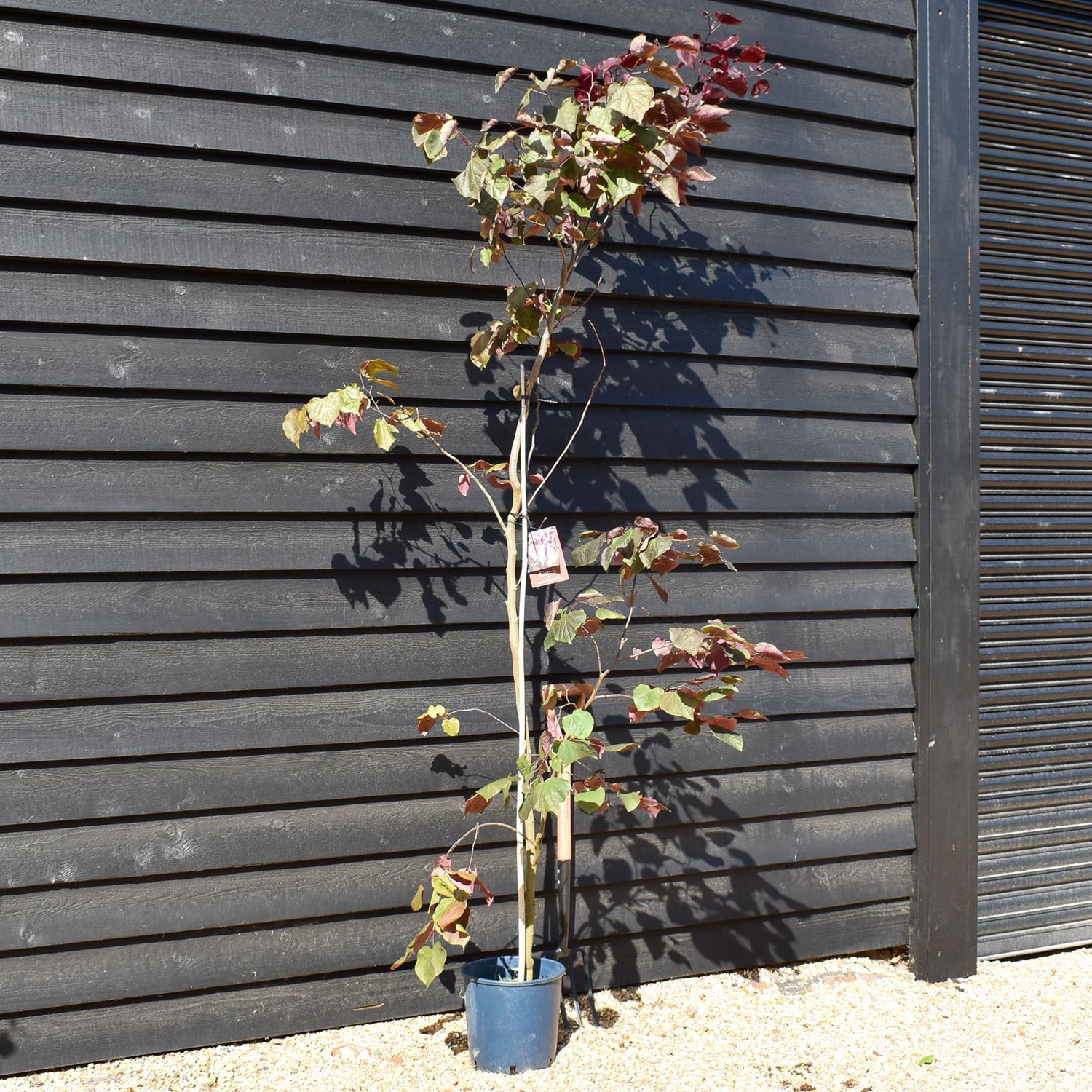 Cercis canadensis 'Forest Pansy' -Height 150-200cm - 12lt