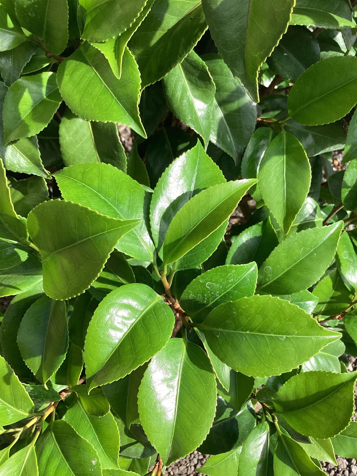 Camellia Mary Williams - 120-140cm, 25lt