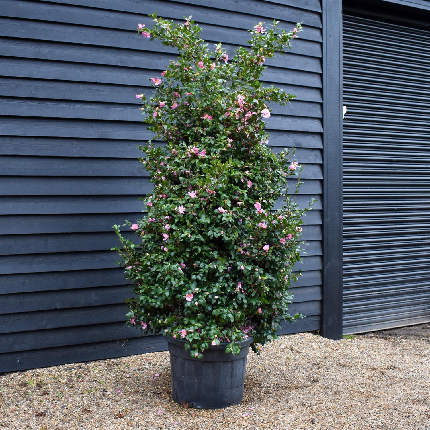 Camellia sasanqua ' Cleopatra' - Large Shrub - Pink - Height 280-300cm - 110lt