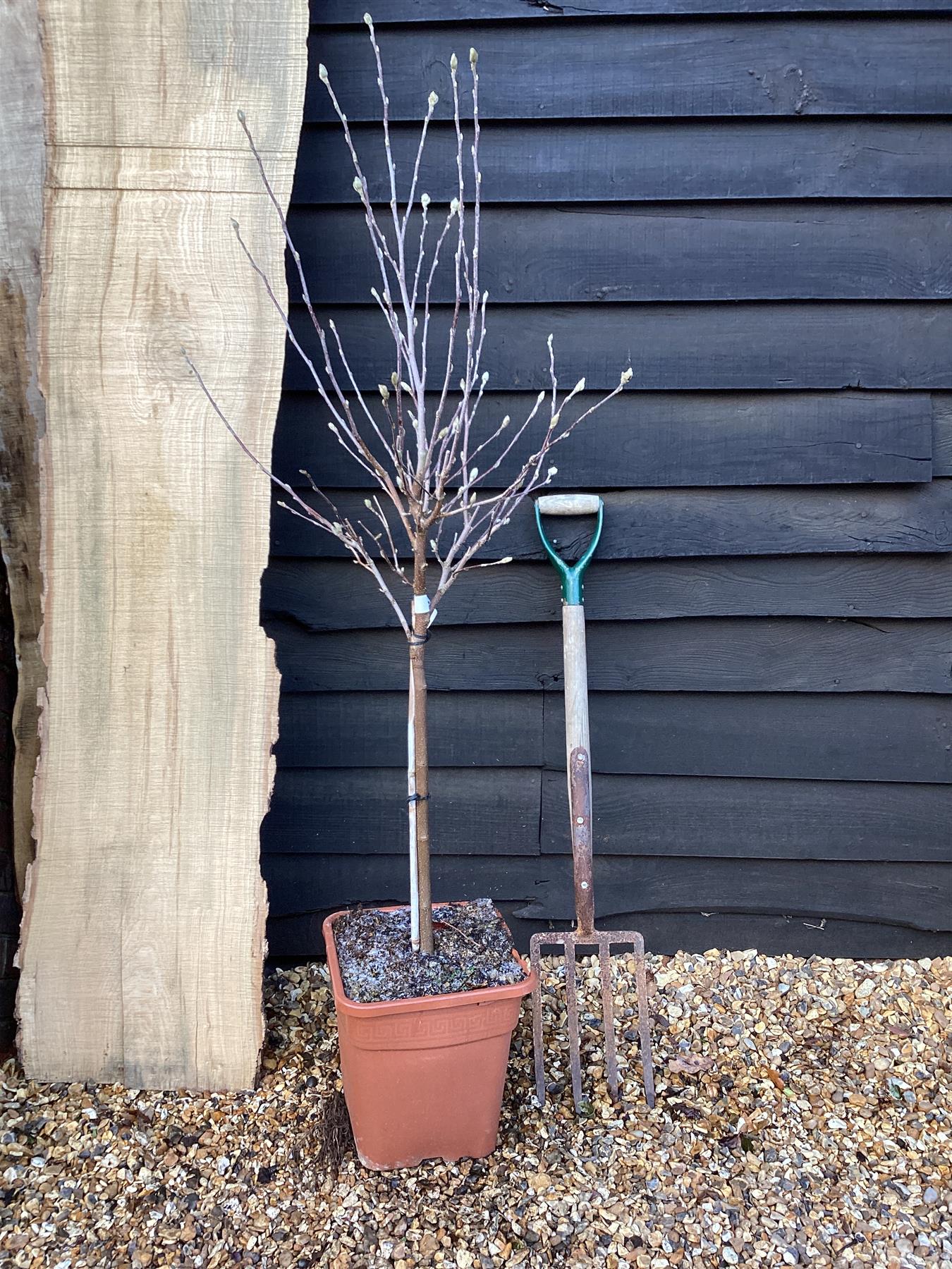 Magnolia Stellata 1/4 Standard | Star Magnolia - 120-140cm, 18lt