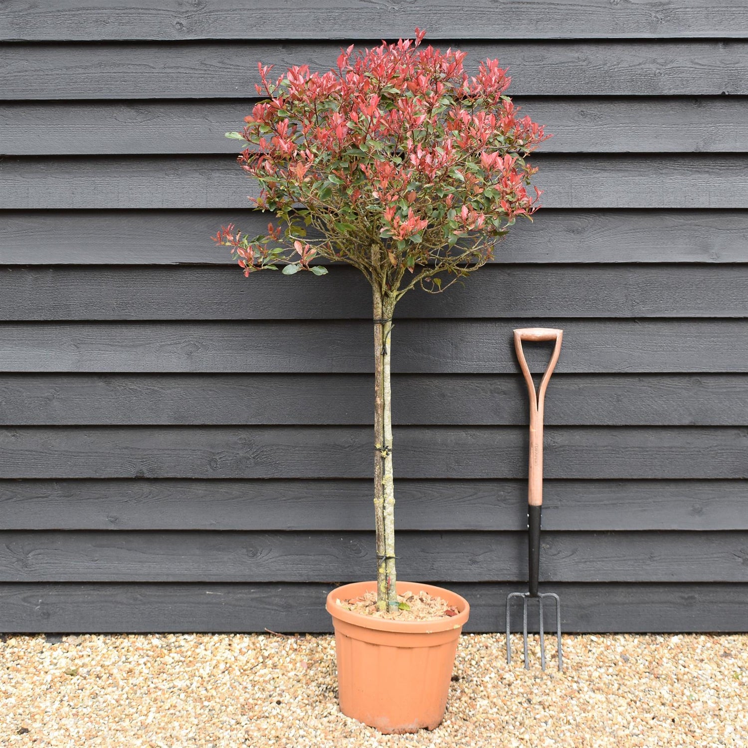 Photinia 'Atropurpurea Nana' | Japanese barberry - Half Standard - Height 140-150cm -25lt