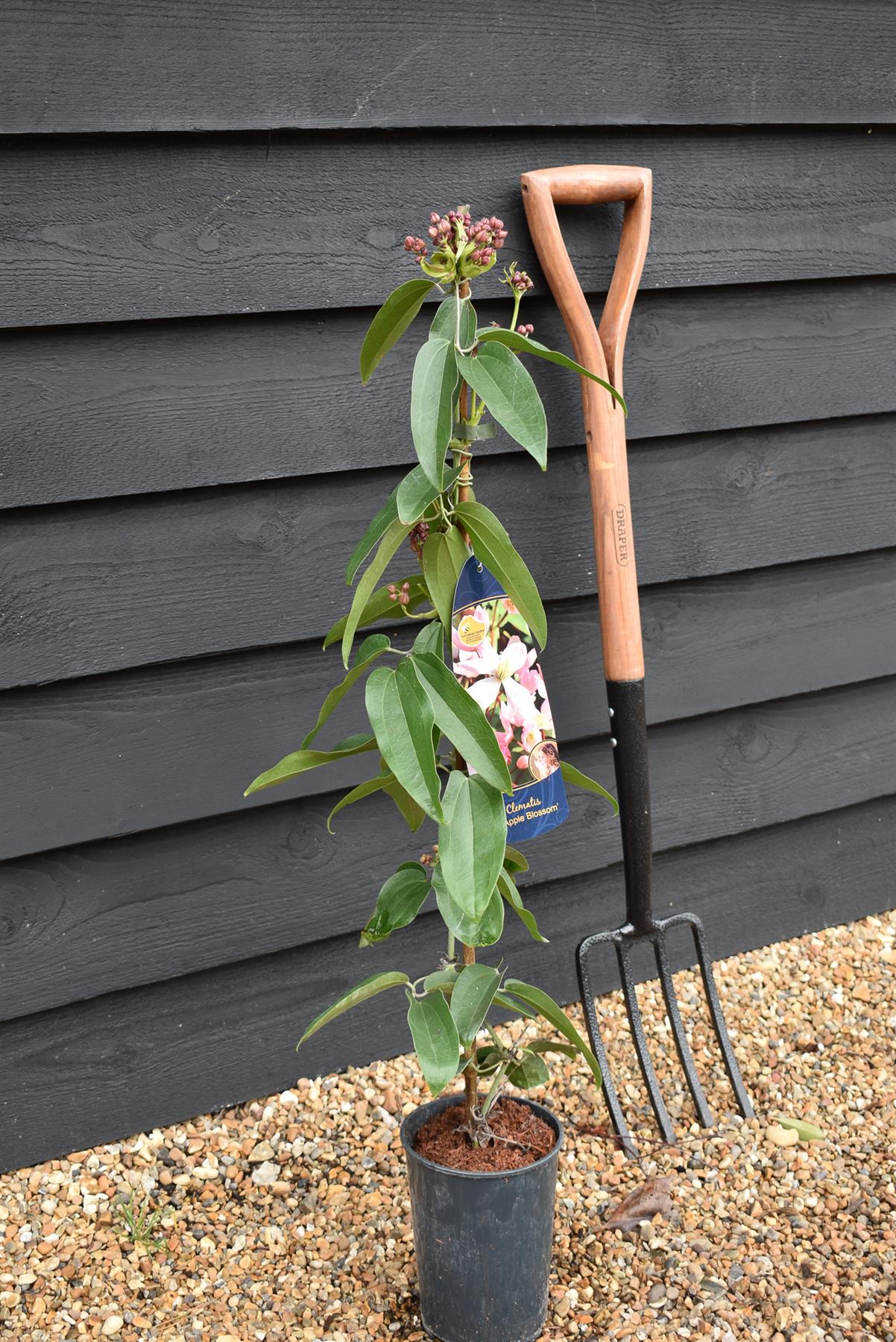Clematis 'Apple Blossom' - Height 100-120cm - 2lt