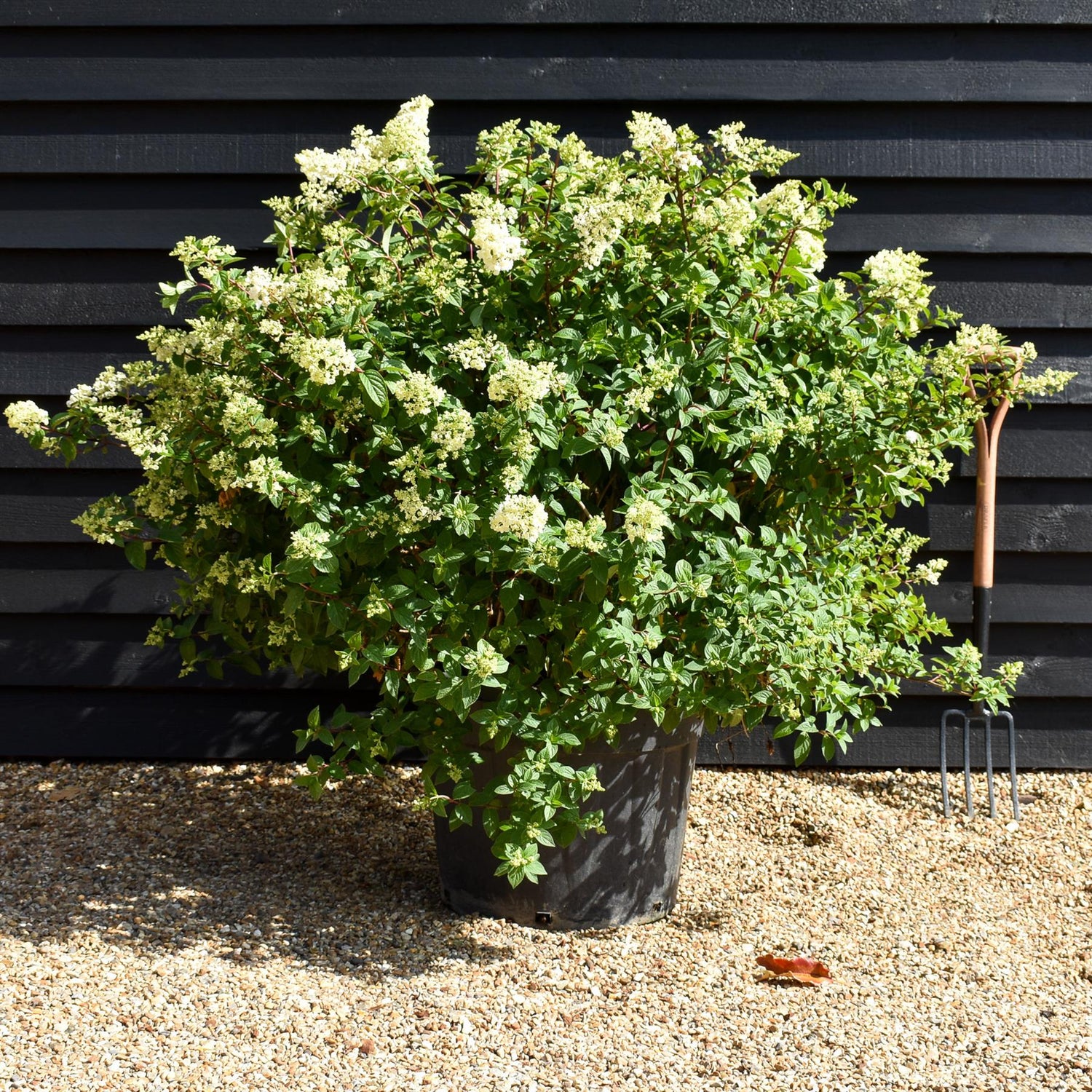 Hydrangea paniculata Vanille Fraise - Height 110-120cm - 70lt