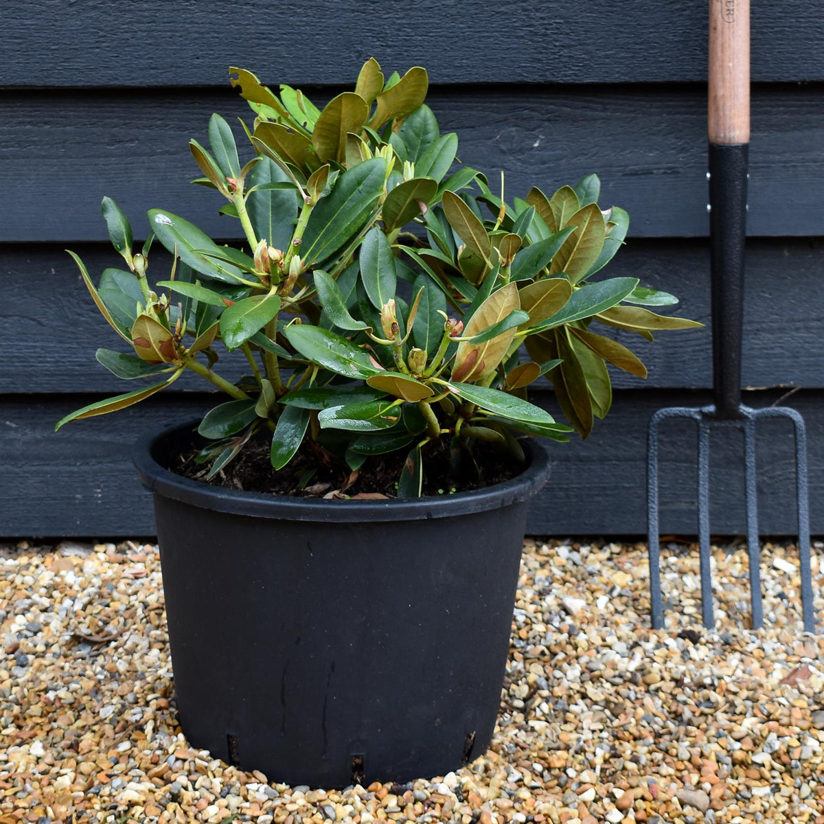 Rhododendron Yakushimanum 'Silberwolke' - Shrub - Height 30-40cm - 20lt