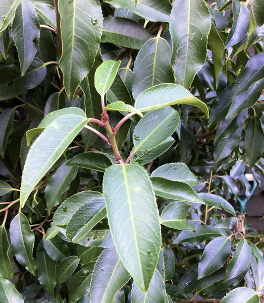 Prunus lusitanica 'Angustifolia' Ball - Height 90-110cm - Width 90-110cm - 130lt